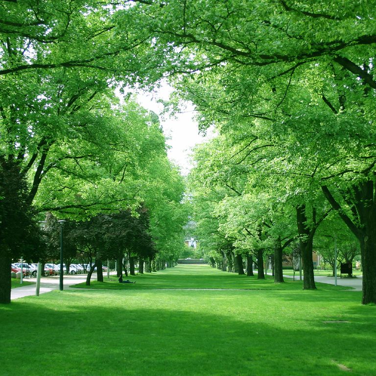 limpieza de parques en Sevilla